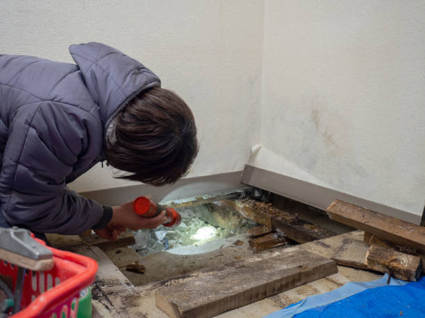 Best Commercial Mold Inspection  in Ketchikan, AK
